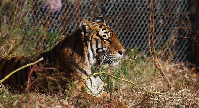 Tiger300.jpg