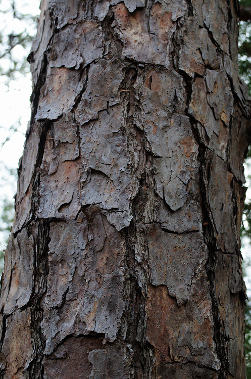 shpine502.jpg