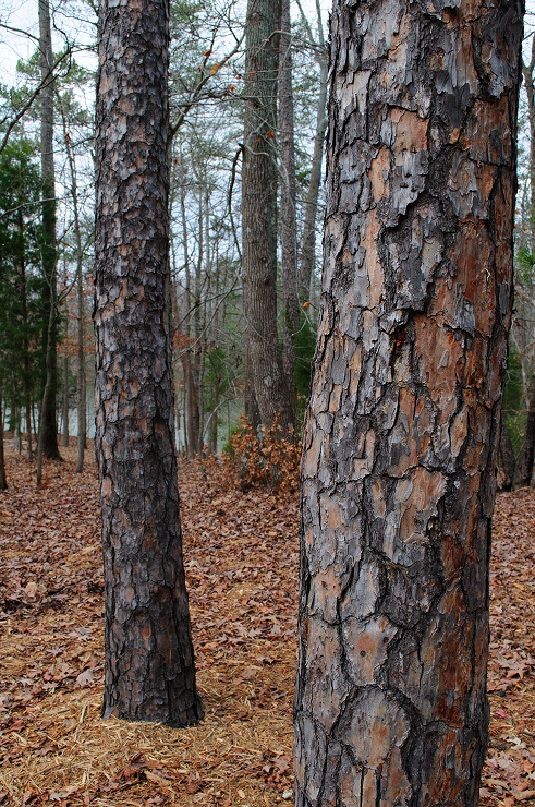 shpine504.jpg