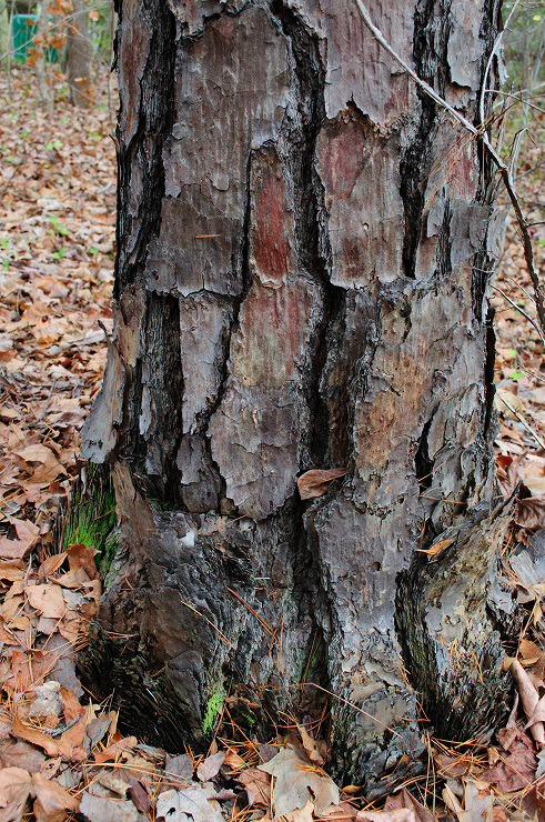 shpine506.jpg