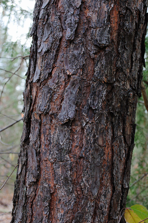 vipine504.jpg