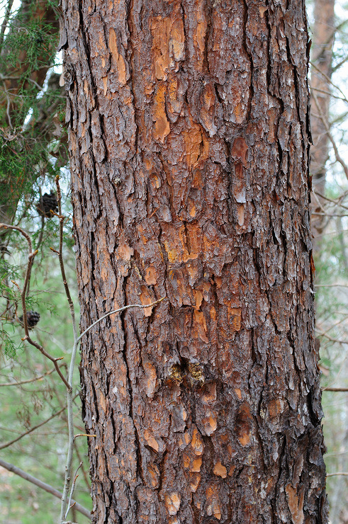vipine505.jpg