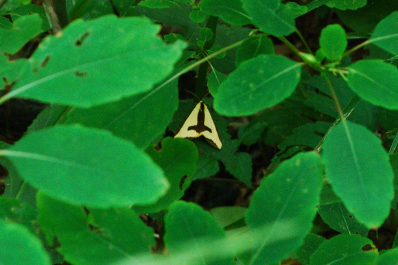 moth400.jpg