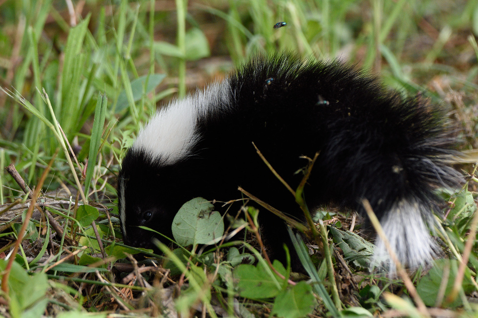skunk010.jpg