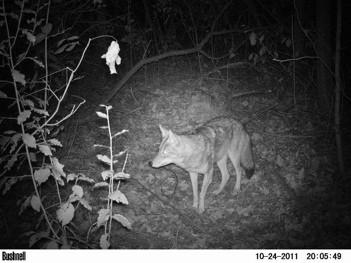 coyote200