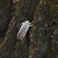 moth404.jpg